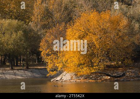Am Ufer eines Sees mit Enten, einem großen flauschigen Baum mit gelben Blättern im Herbst Stockfoto