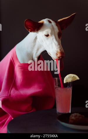 Ein Hund in einem Sweatshirt in einem Café trinkt Limonade aus einem Glas. Stockfoto