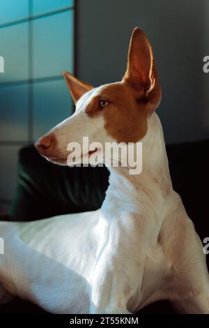 Podenco Ibicenco Hund (Ibizan Hound), eleganter windhund, Porträt. Stockfoto