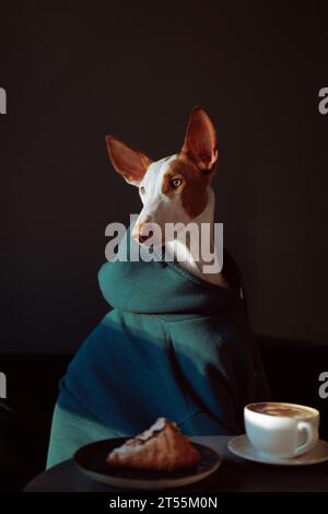 Podenco Ibicenco Hund (Ibizan Hound), eleganter windhund, Porträt. Stockfoto