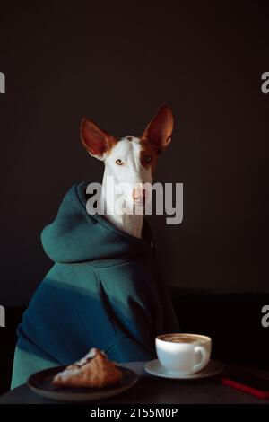 Podenco Ibicenco Hund (Ibizan Hound), eleganter windhund, Porträt. Stockfoto