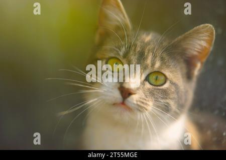 Schönes junges Aschetier-Porträt hinter einem Fensterglas. Nahaufnahme, selektiver Fokus Stockfoto