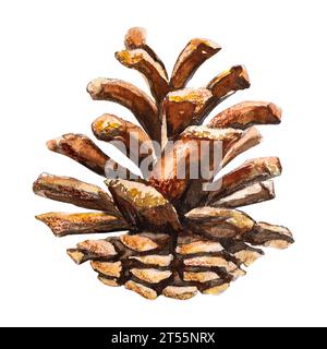 Aquarellabbildung eines von Hand gezeichneten Kiefernkegels. Stockfoto