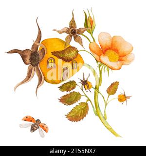 Aquarellillustration von Hagebuttenblüten und -Blättern, blühendes Hagebuttenhaus. Handgezeichnete märchenhafte Blumentabelle. Stockfoto