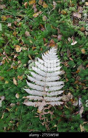Glen Affric Highlands Schottland Großbritannien Stockfoto