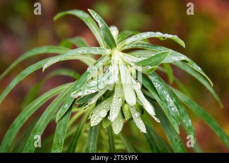 Nahaufnahme der grünen euphorbia-Pflanzenblume. Pflanzliche Naturhintergründe Stockfoto