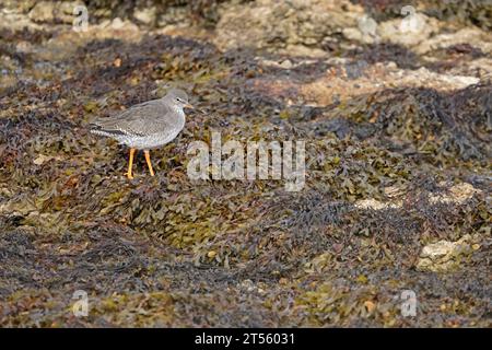 Rothank auf Algen in Aberlady Bay East Lothian Scotland Stockfoto