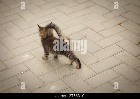 Eine kleine flauschige Tabbykatze posiert für die Kamera und schaut mit seinen niedlichen gelben Augen Stockfoto