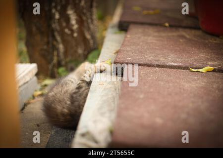 Eine kleine flauschige Tabbykatze posiert für die Kamera und schaut mit seinen niedlichen gelben Augen Stockfoto