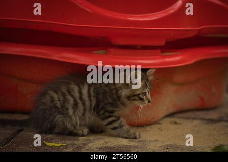 Eine kleine flauschige Tabbykatze posiert für die Kamera und schaut mit seinen niedlichen gelben Augen Stockfoto