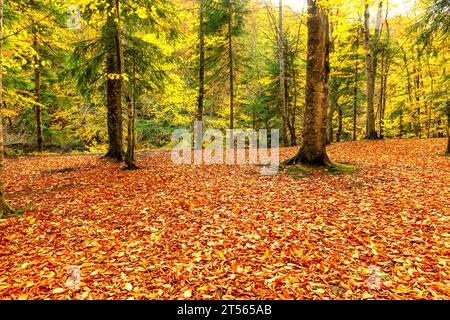 Eine große Waldlichtung ist mit herabfallenden Herbstblättern übersät Stockfoto