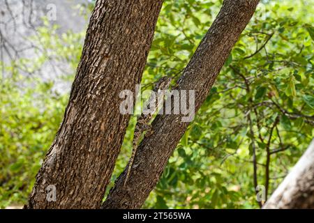 Chamäleon (Lapped Chamäleon, Chamaeleo dilepis) auf einem Baum in der nördlichen Kalahari und Wildacker Guest Farm, nördlich von Grootfontein, Namibia Stockfoto