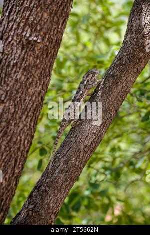 Chamäleon (Flap-Neck Chamäleon, Chamaeleo dilepis) auf einem Baum in der nördlichen Kalahari, Wildacker Guest Farm, nördlich von Grootfontein, Namibia Stockfoto