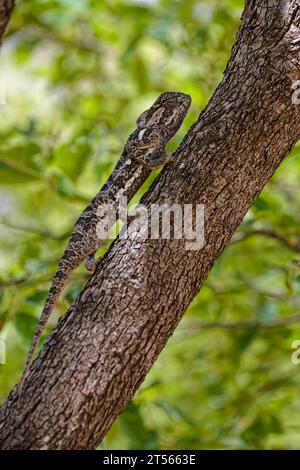 Chamäleon (Flap-Neck Chamäleon, Chamaeleo dilepis) auf einem Baum in der nördlichen Kalahari, Wildacker Guest Farm, nördlich von Grootfontein, Namibia Stockfoto