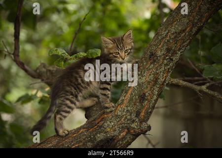 Eine kleine flauschige Tabbykatze posiert für die Kamera und klettert auf einen Baum Stockfoto