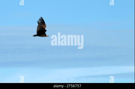 Nubischer Geier (Torgos tracheliotos) im Flug, Wildacker-Gastfarm, nördlich von Grootfontein, Region Otjozondjupa, Namibia Stockfoto