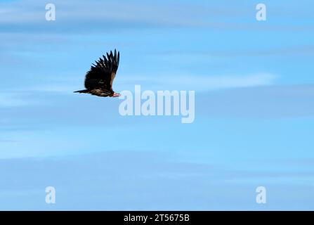 Nubischer Geier (Torgos tracheliotos) im Flug, Wildacker-Gastfarm, nördlich von Grootfontein, Region Otjozondjupa, Namibia Stockfoto