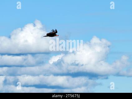 Nubischer Geier (Torgos tracheliotos) im Flug, Wildacker-Gastfarm, nördlich von Grootfontein, Region Otjozondjupa, Namibia Stockfoto