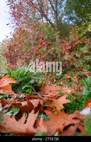 Die Natur zeigt ihre Kunstfertigkeit, während die braunen Herbstblätter im üppigen grünen Gras liegen. Dieser Kontrast in Nahaufnahme schafft die Bühne für die Pracht darüber hinaus: Bäume, die in einem Aufruhr herbstlicher Farbtöne bedeckt sind. Ihr farbenfrohes Laub, das von feurigen Rottönen bis hin zu goldenen Gelbtönen reicht, bildet eine atemberaubende Kulisse, die das Wesen des Herbstes in einem einzigen, atemberaubenden Blick umschließt. Herbstpalette: Braunes Laub inmitten von Grün mit bunten Bäumen dahinter. Hochwertige Fotos Stockfoto