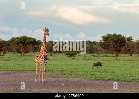Giraffen-Bulle (Giraffa camelopardalis) bei Salzlecken im Norden Kalahari, Wildacker-Gastfarm, nördlich von Grootfontein, Otjozondjupa Region, Namibia Stockfoto