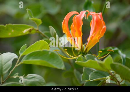 Blume einer Flammenlilie (Gloriosa superba) im Norden Kalahari, Wildacker-Gastfarm, nördlich von Grootfontein, Otjozondjupa Region, Namibia Stockfoto