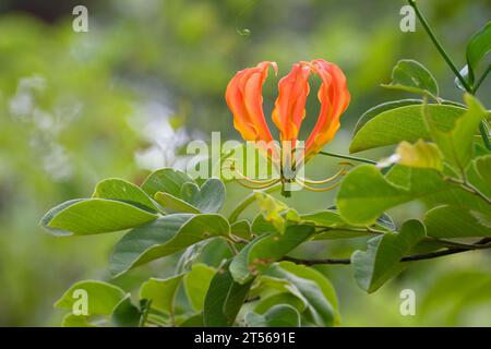 Blume einer Flammenlilie (Gloriosa superba) im Norden Kalahari, Wildacker-Gastfarm, nördlich von Grootfontein, Otjozondjupa Region, Namibia Stockfoto