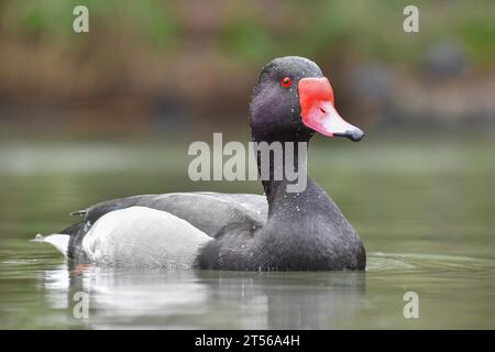 Porträt eines männlichen Rosischnabelkards (Netta peposaca) in freier Wildbahn in Buenos Aires, Argentinien, Südamerika Stockfoto