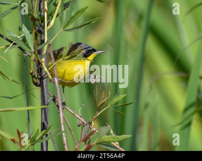 Ein brasilianischer Yellowthroat (Geothlypis velata), ein kleiner singvogel, in den Büschen, Buenos Aires, Argentinien, Südamerika Stockfoto