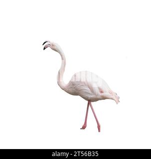 Europäischer rosafarbener Flamingo auf transparentem Hintergrund Stockfoto