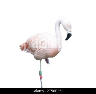 Europäischer rosafarbener Flamingo auf transparentem Hintergrund Stockfoto