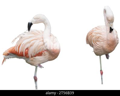 Europäischer rosafarbener Flamingo auf transparentem Hintergrund Stockfoto