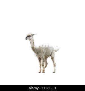 Ein Pacos Lama, Alpaca auf transparentem Hintergrund Stockfoto