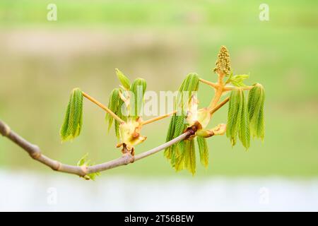 Rosskastanie (Aesculus hippocastanum) Knospen und Blätter, jung, frühe Frühling, Bayern, Deutschland Stockfoto