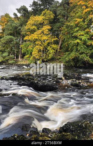 Der Baum säumte die Ufer des River Tees entlang des Pennine Way bei Bowlees im Herbst, Teesdale, County Durham, Großbritannien Stockfoto