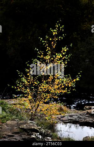 Silver Birch Sapling im Herbst, Teesdale, North Pennines, County Durham, Großbritannien Stockfoto