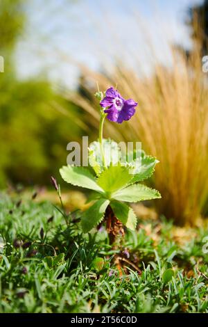 Silberkerzenblume (Primula marginata), Detail, Nahaufnahme, Bayern, Deutschland Stockfoto