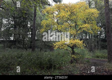 Laubbaum wächst unter immergrünen Bäumen im Herbst, North Pennines, Teesdale, County Durham, Großbritannien Stockfoto