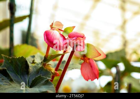 Pinkfarbene Begonien in voller Blüte im Garten der Road Company Mussourie, Uttarakhand Stockfoto