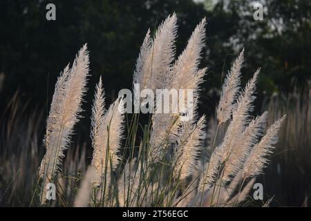 Saccharum Spontaneum Blume oder Kashful Stockfoto