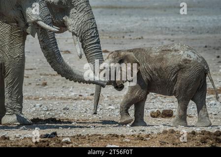 Ein junger afrikanischer Elefant (Loxodonta africana), der von Erwachsenen betreut wird, Etosha Nationalpark, Namibia Stockfoto