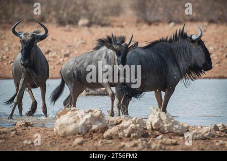 Blaues Gnus (Connochaetes taurinus), drei Tiere in einem Wasserloch, Etosha Nationalpark, Namibia Stockfoto