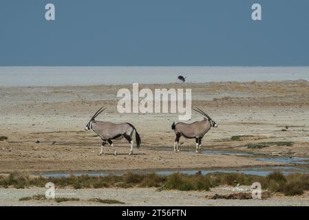 Oryx-Antilopen (Oryx gazella) am Rande der Etosha-Pfanne, Namibia Stockfoto