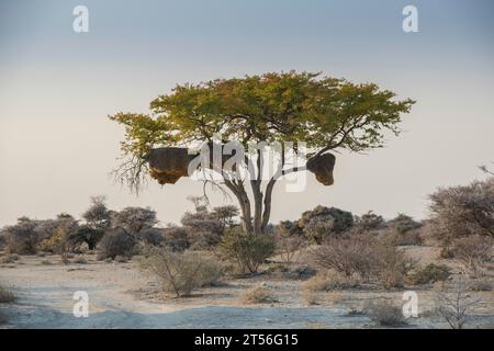 Baum mit Nest von kochenden Webervögeln (Philetairus socius), Etosha Nationalpark, Namibia Stockfoto