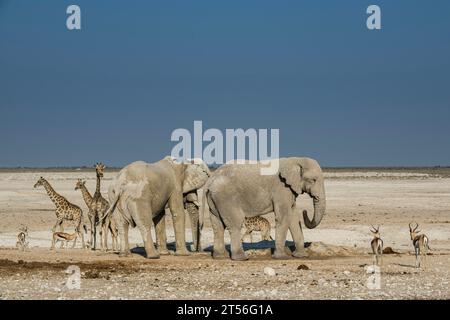 Landschaft mit Elefanten (Loxodonta africana) und Giraffen (Giraffa camelopardalis angolensis) an einem Wasserloch im Etosha Nationalpark, Namibia Stockfoto