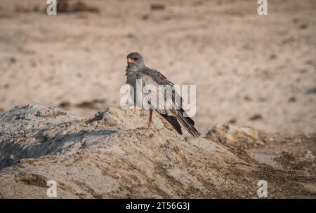 Blassgraugeflügelter Goschawk oder weißrumpeliger singender Goschawk (Melierax canorus) in einem Wasserloch im Etosha-Nationalpark, Namibia Stockfoto