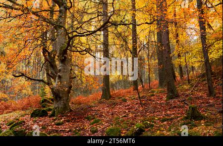 Balmoral Estates Crathie Scotland Herbstwälder auf dem Anwesen mit bunten Blättern und Bracken Stockfoto