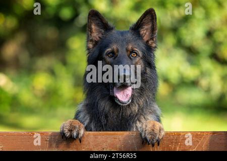 Porträt eines männlichen Deutschen Schäferhunds (Elsässer) Stockfoto