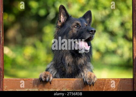 Porträt eines männlichen Deutschen Schäferhunds (Elsässer) Stockfoto