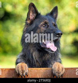 Porträt eines männlichen Deutschen Schäferhunds (Elsässer) Stockfoto