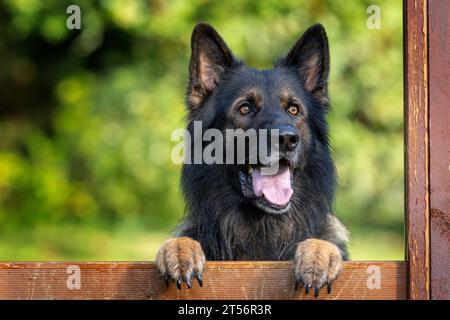 Porträt eines männlichen Deutschen Schäferhunds (Elsässer) Stockfoto